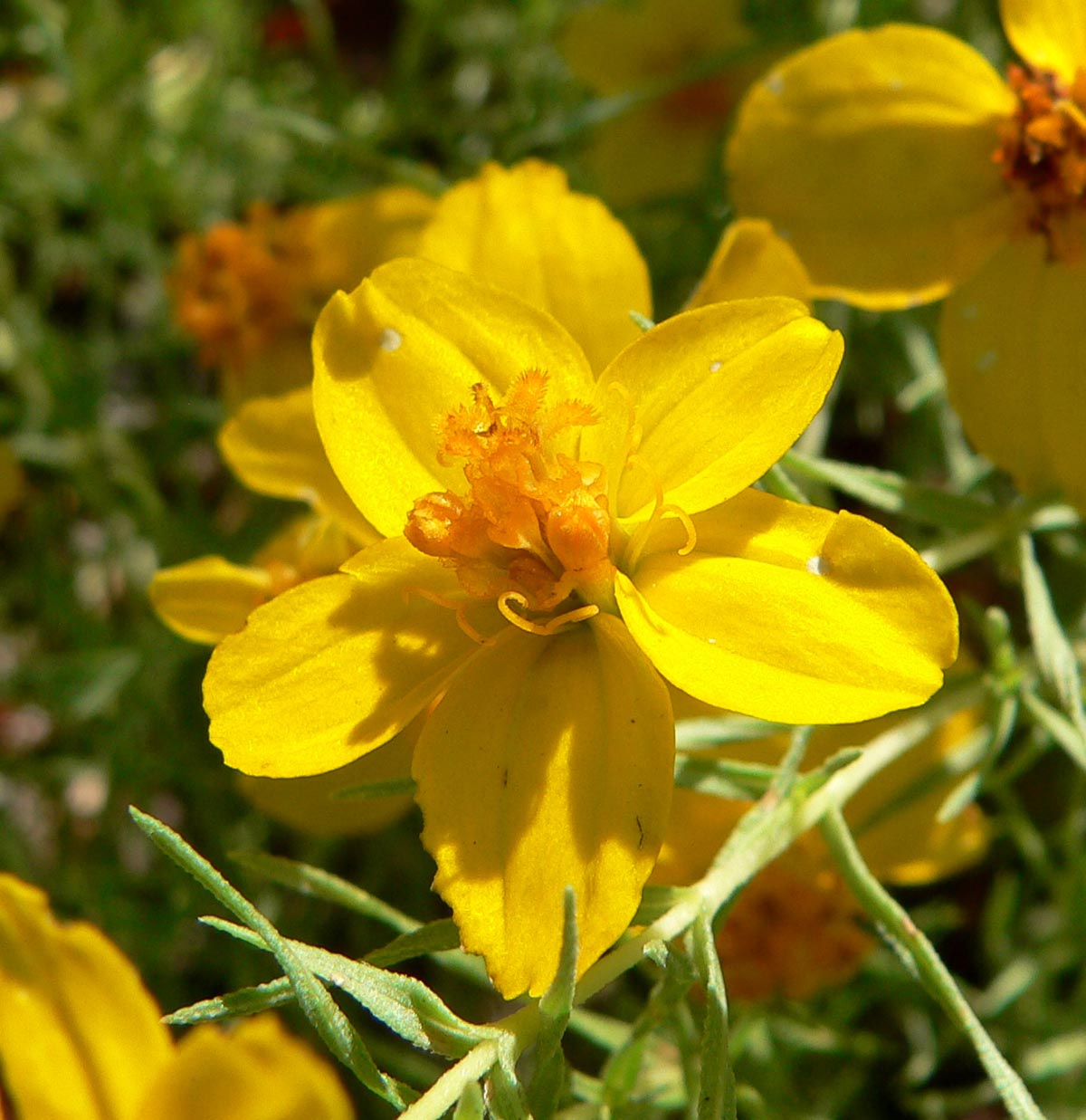Rocky Mountains zinnia 